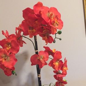 Meet your Posher, Rosa